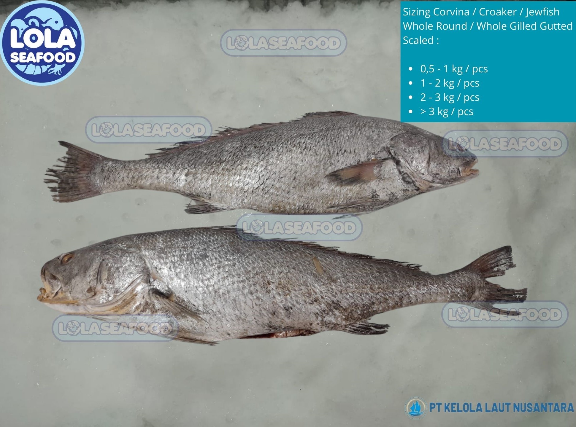 Corvina / Croaker / Jew Fish Whole Round / Whole Gilled Gutted Scaled